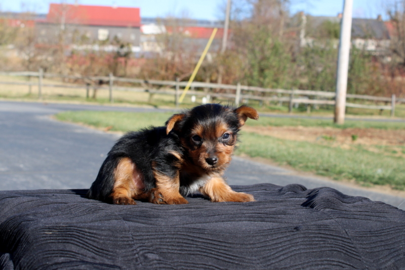 puppy, for, sale, Yokshire Terrier, Matthew B. Stoltzfus, dog, breeder, Gap, PA, dog-breeder, puppy-for-sale, forsale, nearby, find, puppyfind, locator, puppylocator, aca